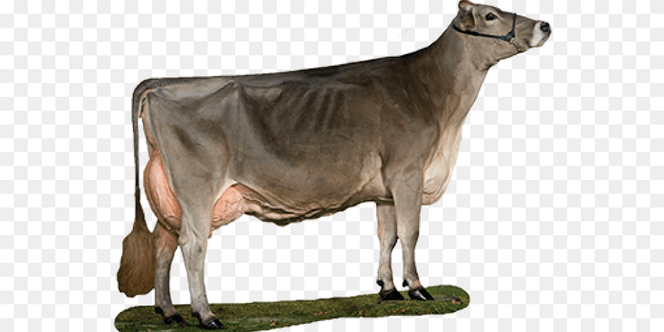 Transparent Cute Brown Cow Clipart Brown Swiss Cow, Animal, Cattle, Dairy Cow, Livestock Png