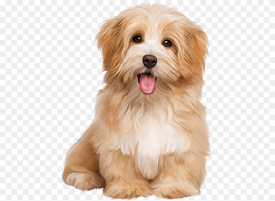 Transparent Cute Dogs Clipart Dogs Sitting, Animal, Canine, Dog, Mammal Png