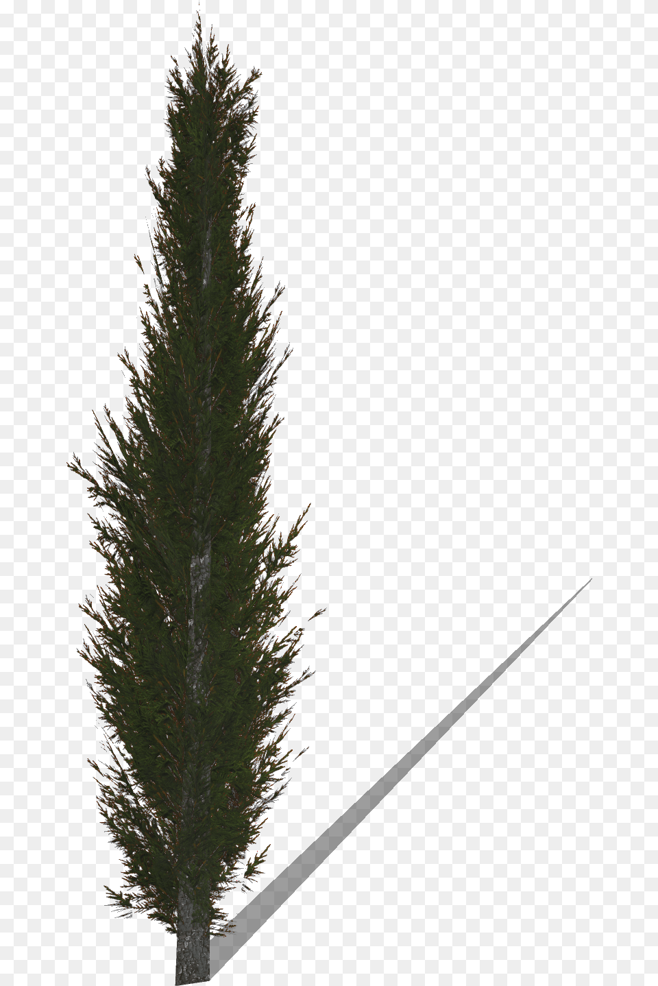 Transparent Cypress Tree Cypress Tree, Conifer, Fir, Plant, Pine Free Png