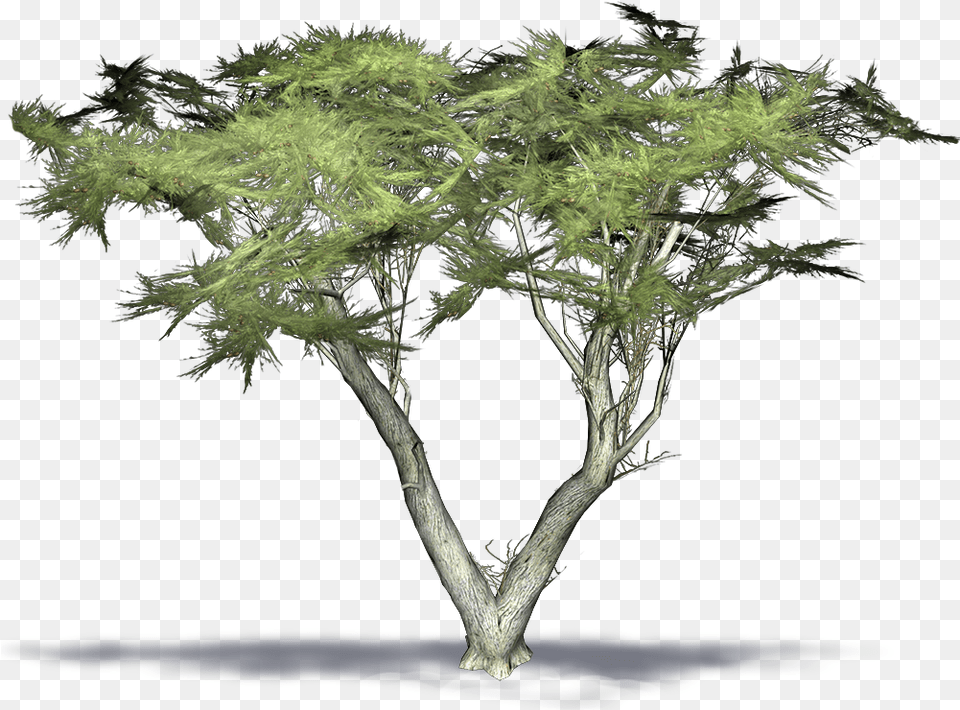 Transparent Cypress Tree Monterey Cypress 3d Model, Plant Png Image