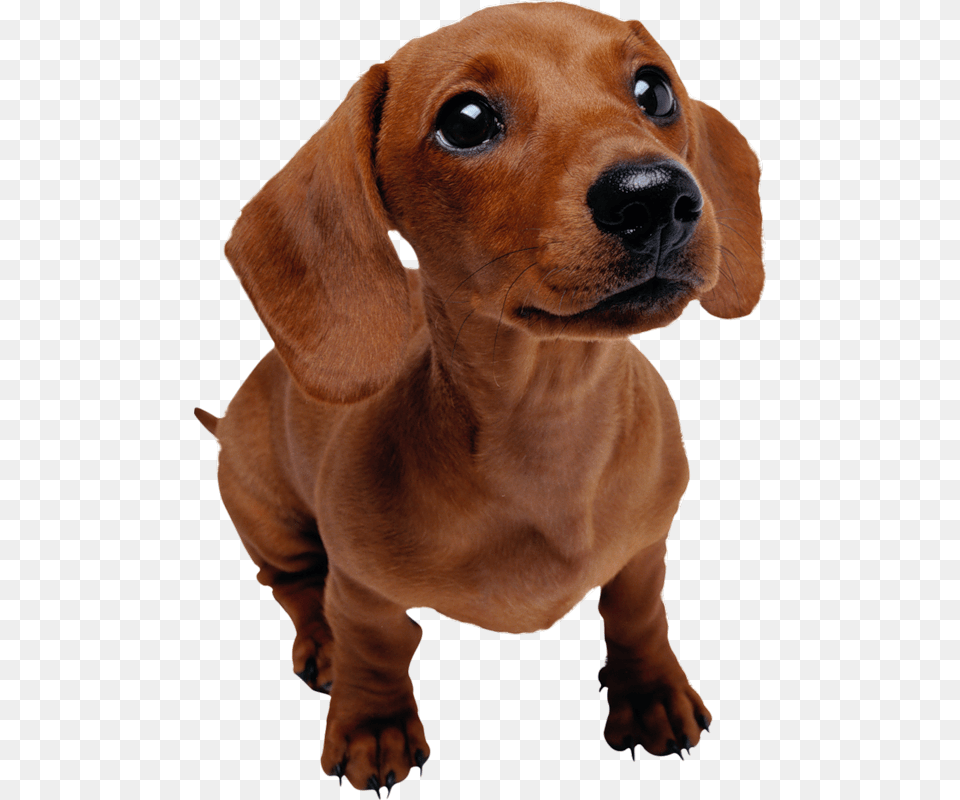 Transparent Dachshund Clipart Puppies Dachshund, Animal, Canine, Dog, Mammal Free Png