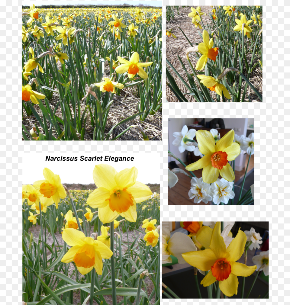 Transparent Daffodil, Flower, Plant Png Image