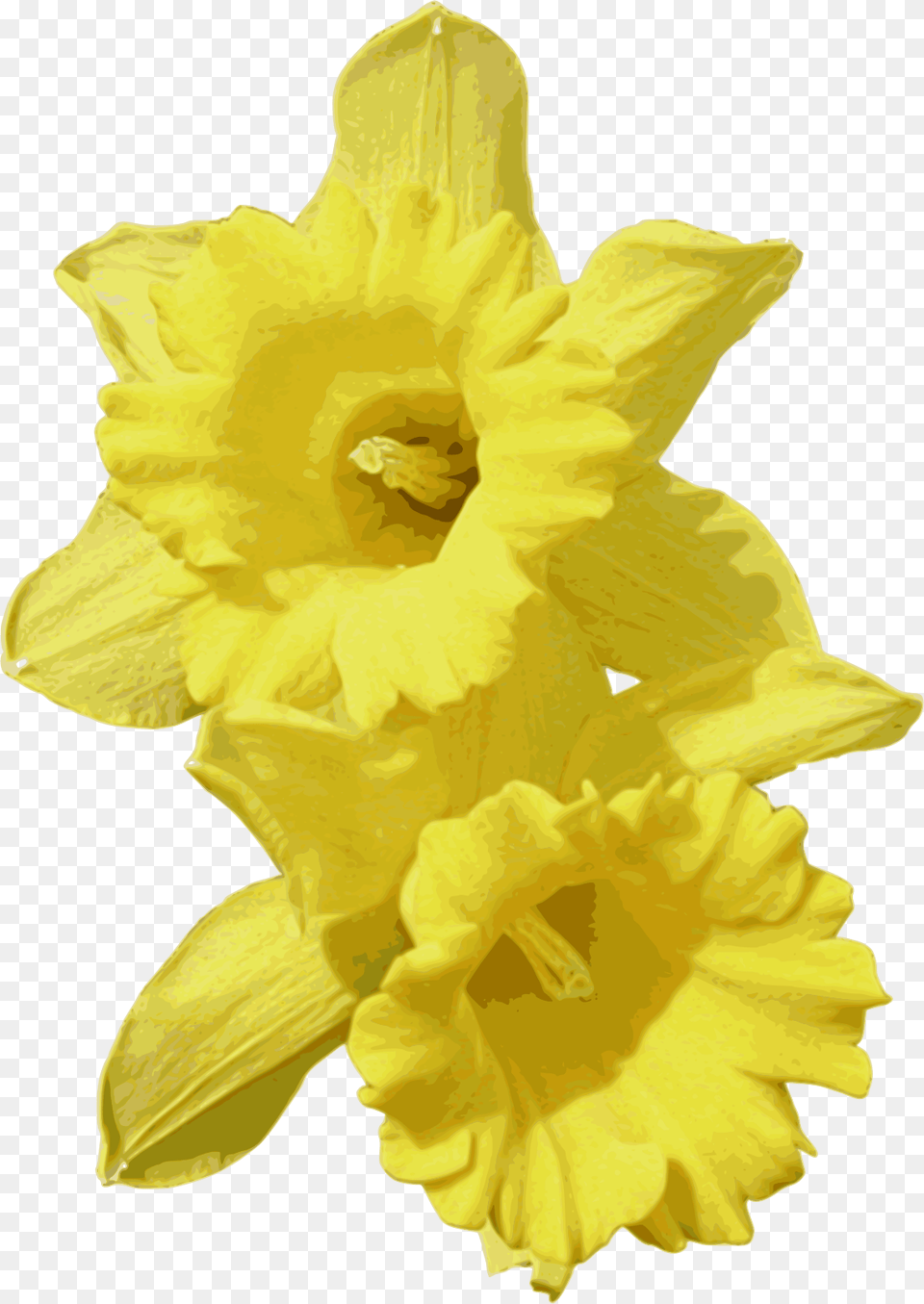 Transparent Daffodil Daffodils, Flower, Plant, Person Free Png Download