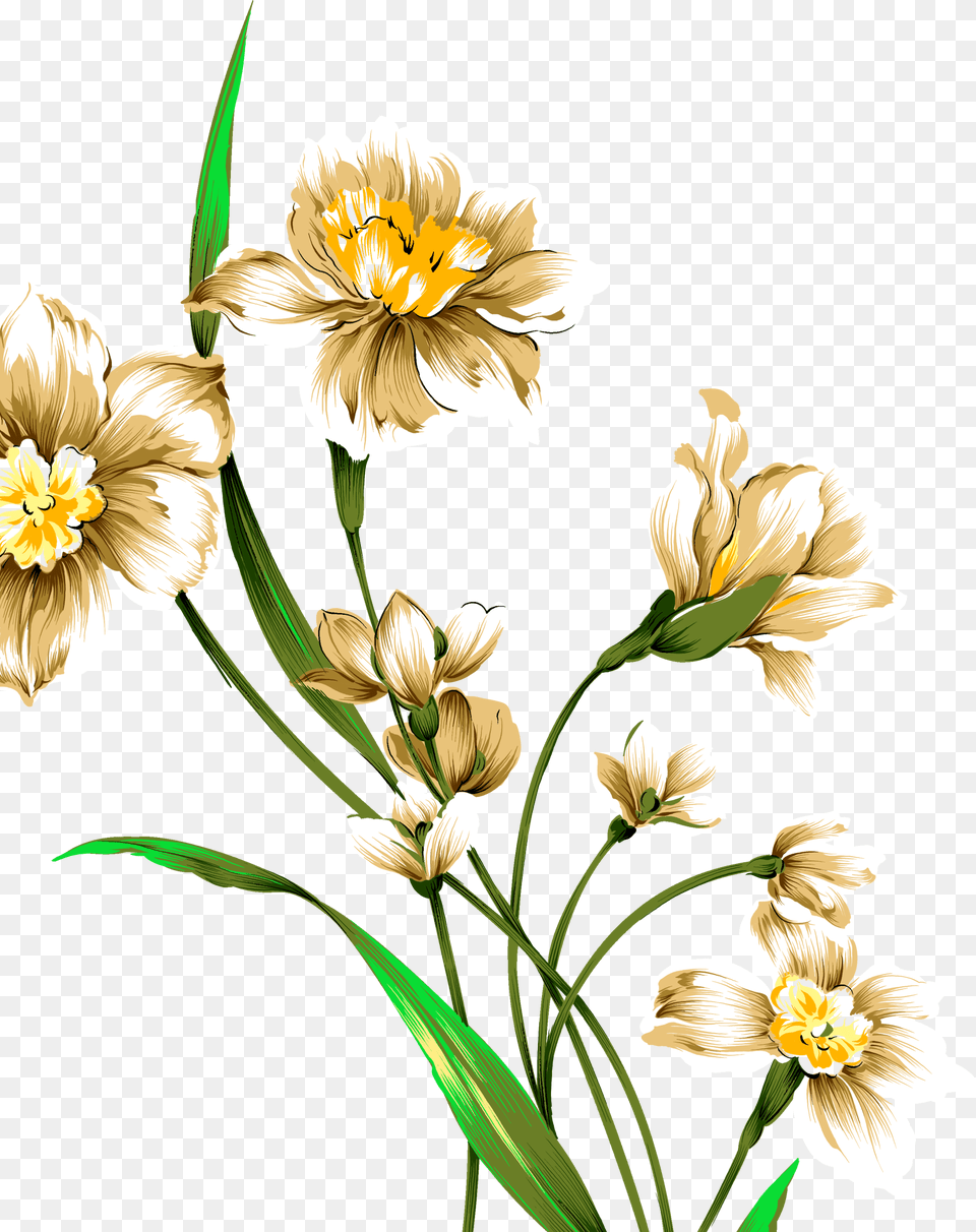 Daffodil Daffodils Drawing, Anther, Pattern, Graphics, Flower Free Transparent Png