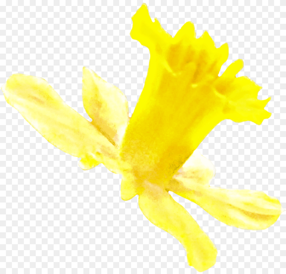 Transparent Daffodil Narcissus, Flower, Plant Png Image