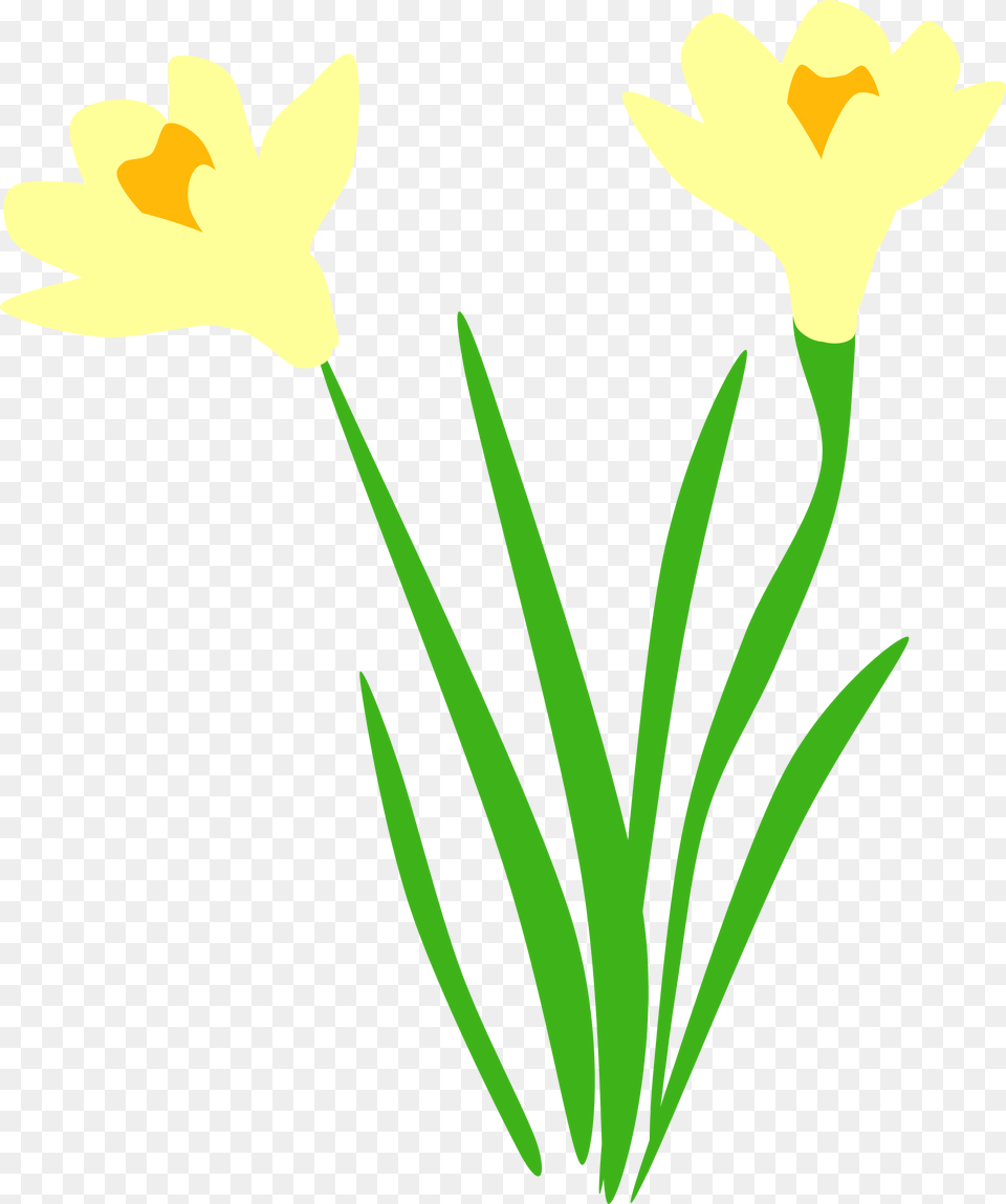 Transparent Daffodil Vector, Flower, Plant Free Png Download