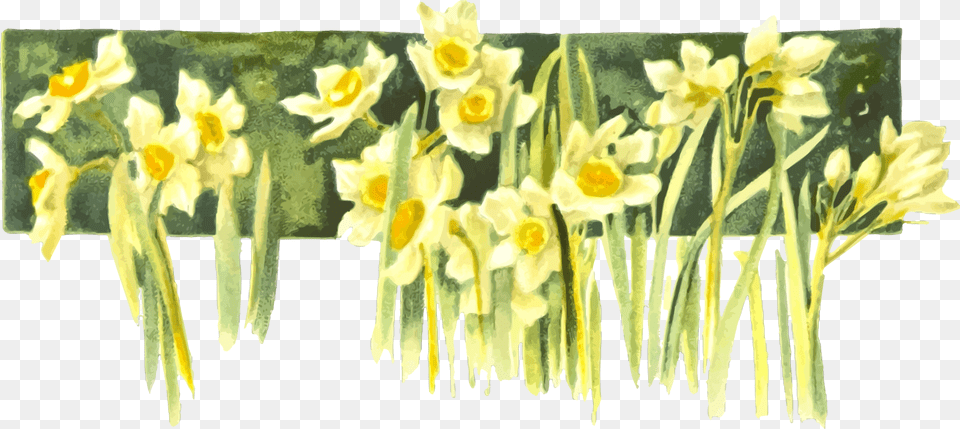 Transparent Daffodils Clipart Narcissus, Daffodil, Flower, Plant, Petal Free Png Download