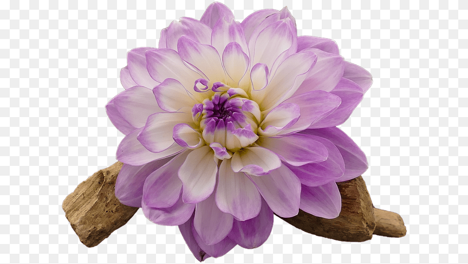 Dahlia, Flower, Plant Free Transparent Png