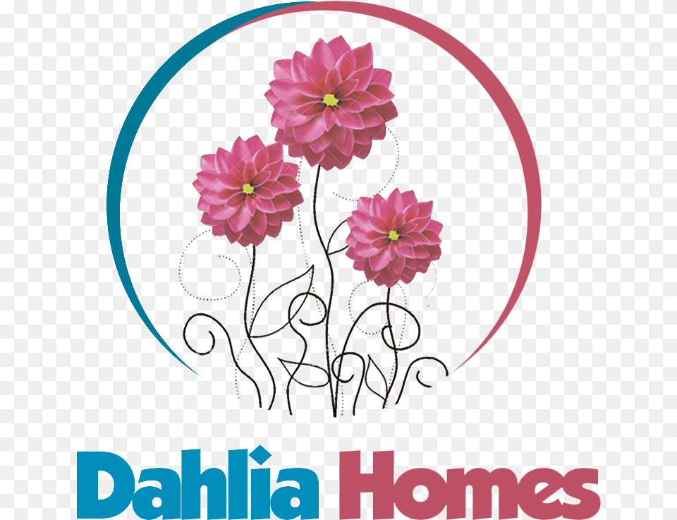 Transparent Dahlia Daisy Family, Flower, Plant, Petal, Rose Png Image