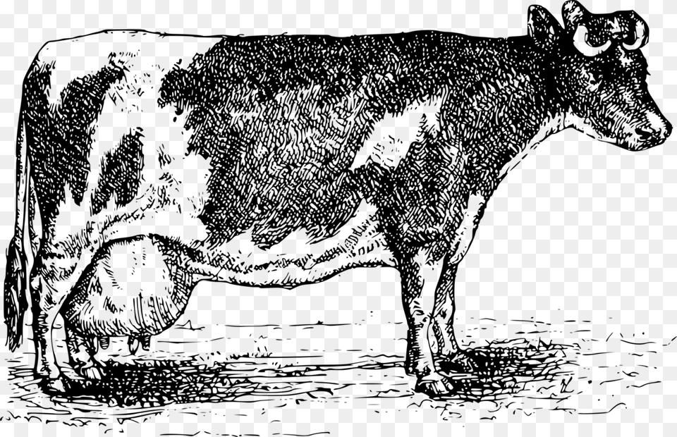 Transparent Dairy Cow Cattle, Gray Png