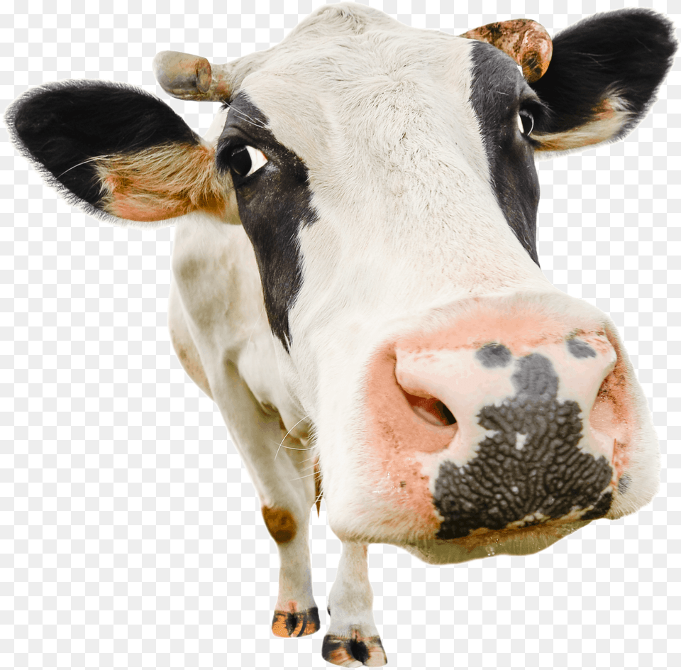Transparent Dairy Cow Stock Photo Cow, Animal, Cattle, Livestock, Mammal Png Image