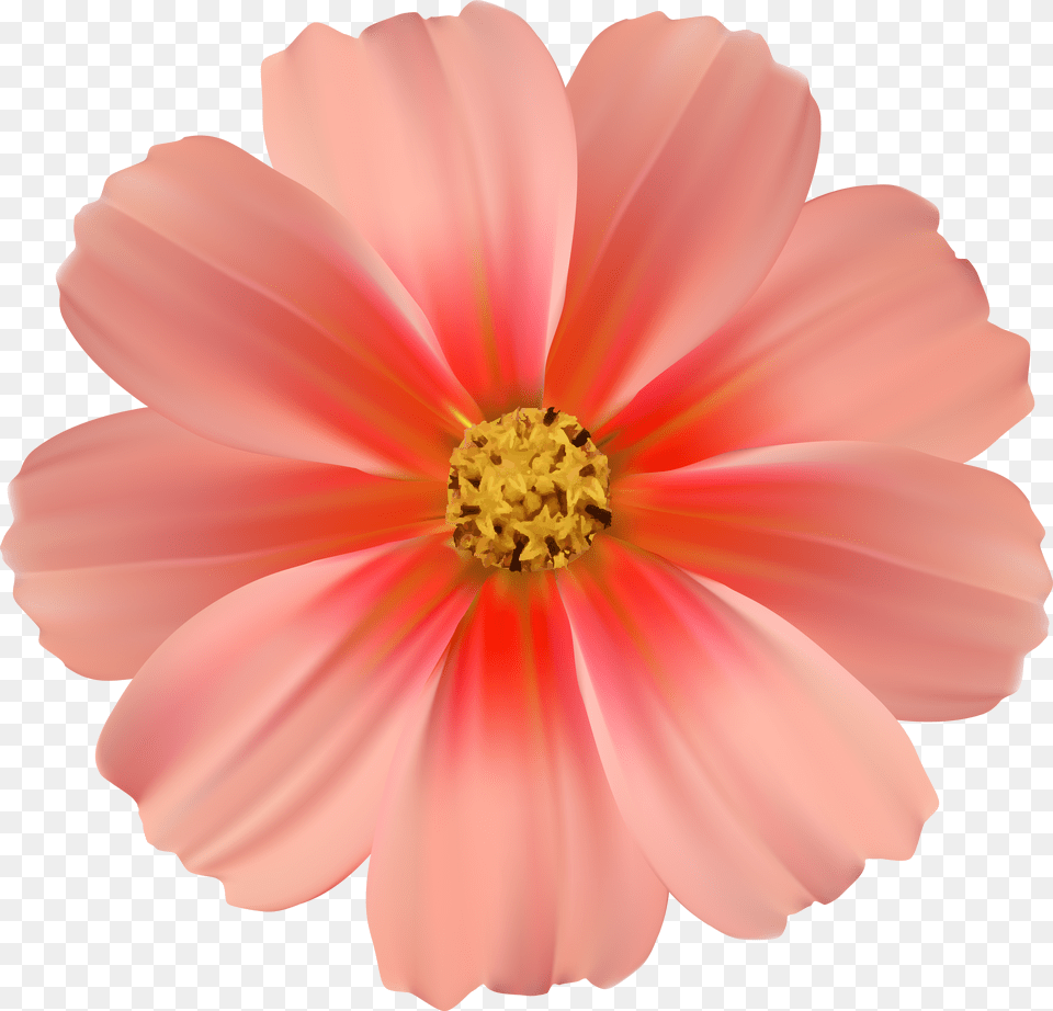 Transparent Daisy Clipart Clipart Pink Flower Free Png