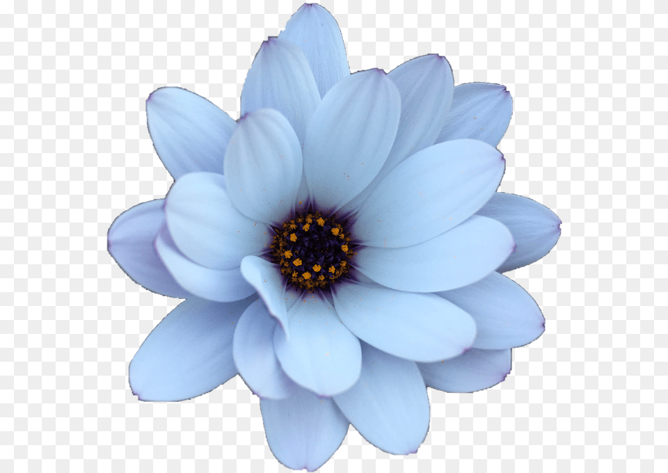 Daisy Flower Blue Summer Flower, Dahlia, Petal, Plant, Pollen Free Transparent Png