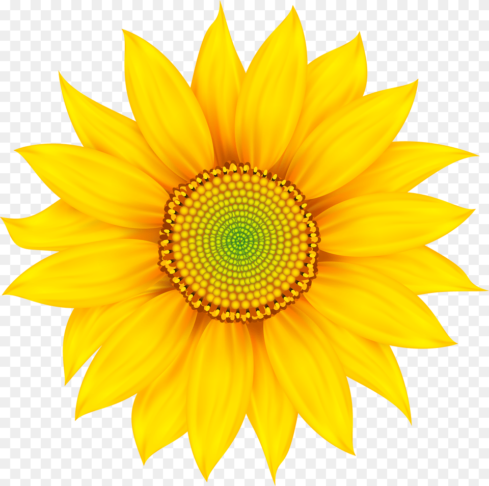 Daisy Flower Mother39s Day Wishes In Telugu Free Transparent Png