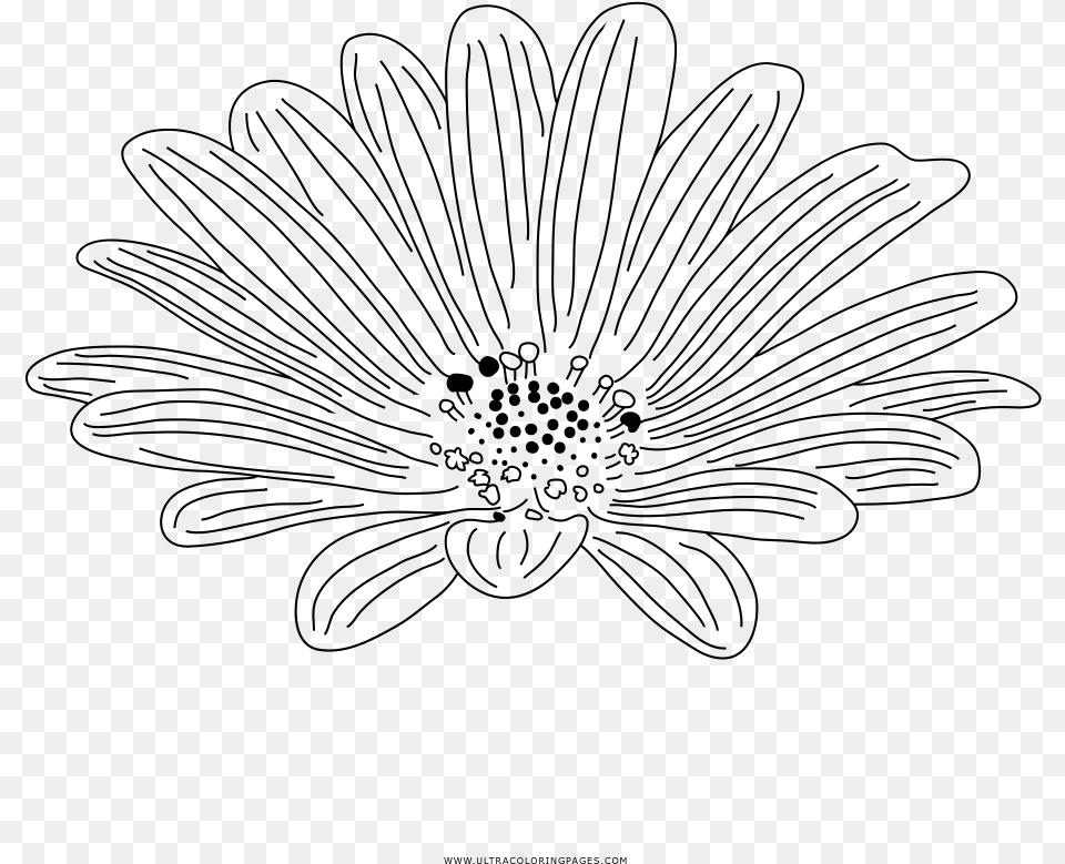 Transparent Daisy Outline Line Art, Gray Free Png Download