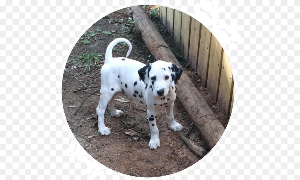 Transparent Dalmation Dalmatian, Animal, Canine, Mammal, Pet Free Png