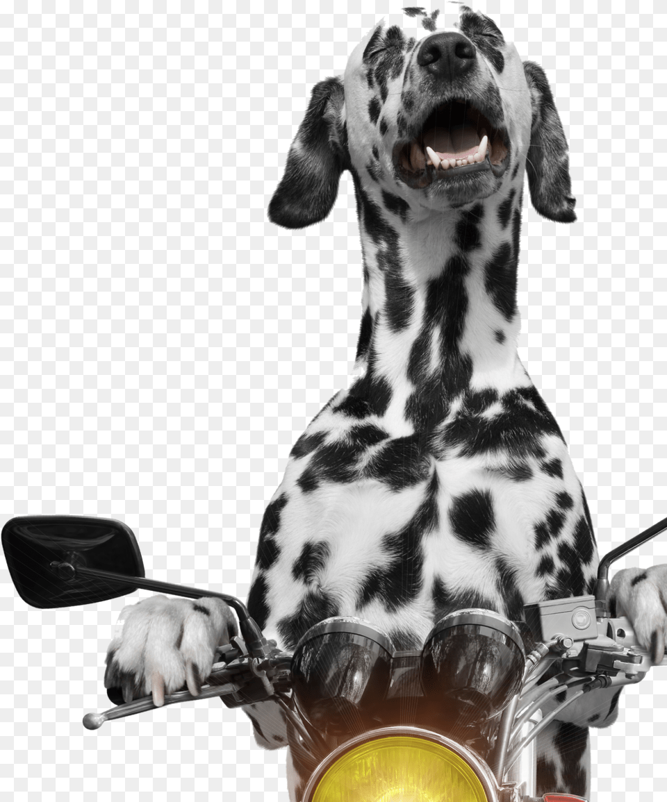 Dalmation Motorcycle With Dog Cat, Animal, Canine, Mammal, Pet Free Transparent Png