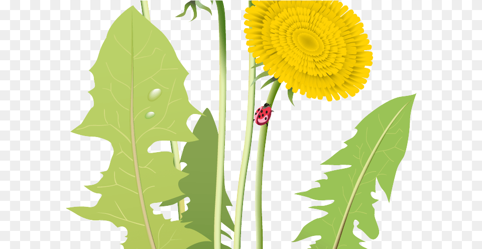 Transparent Dandelion Clipart Dandelion Vector Transparent, Flower, Leaf, Plant, Person Png