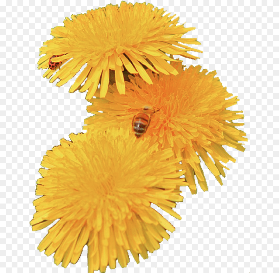 Transparent Dandelions, Flower, Plant, Dandelion, Animal Png