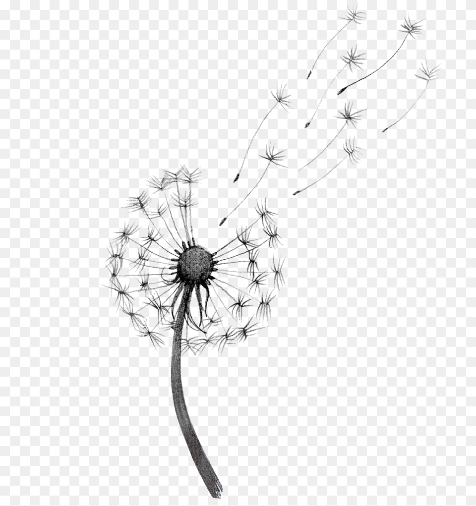 Transparent Dandelions Transparent Sunflower Black And White, Flower, Plant, Dandelion Free Png