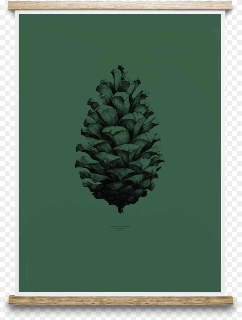 Transparent Dark Forest Pine Cone Art Prints Png Image