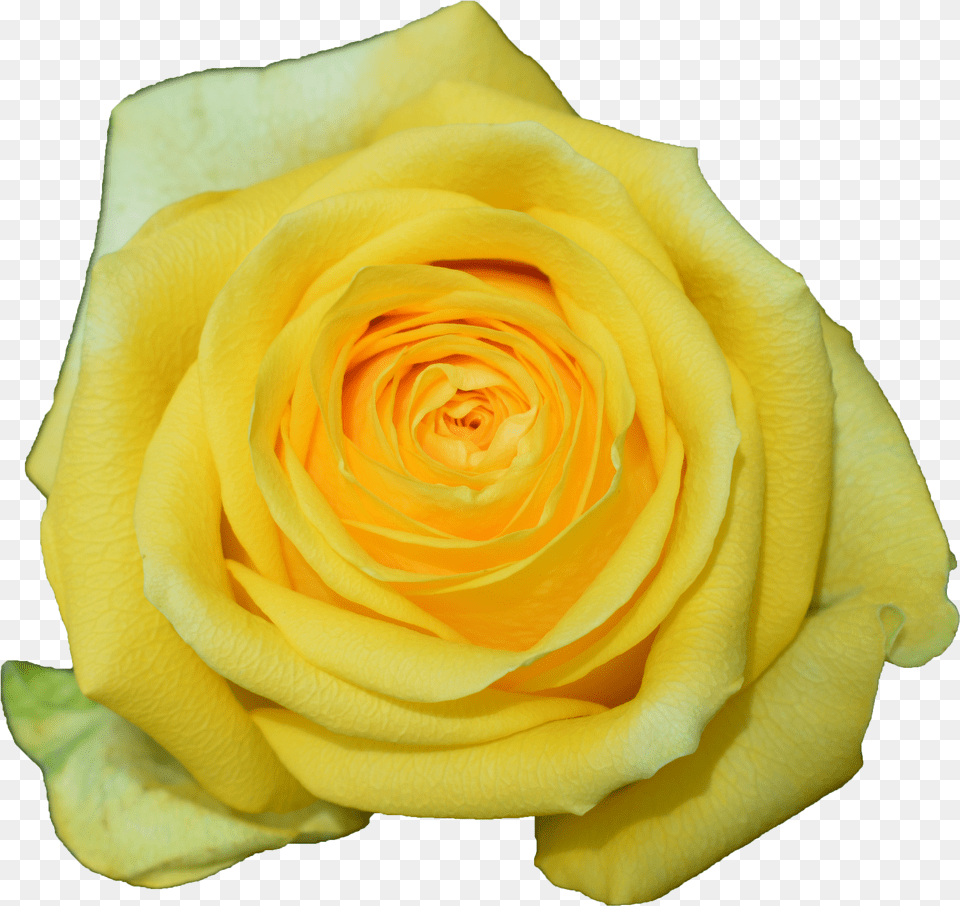 Transparent Dark Rose Floribunda Free Png