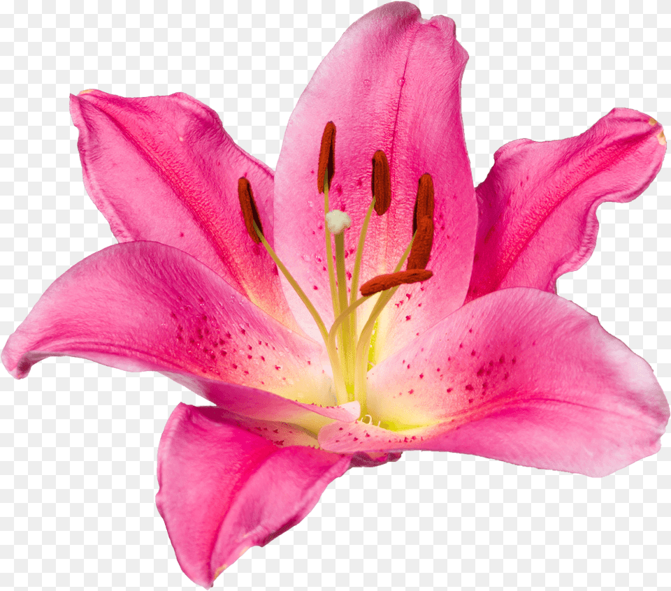 Transparent Daylily Clipart Tiger Lily, Flower, Plant, Rose, Petal Png