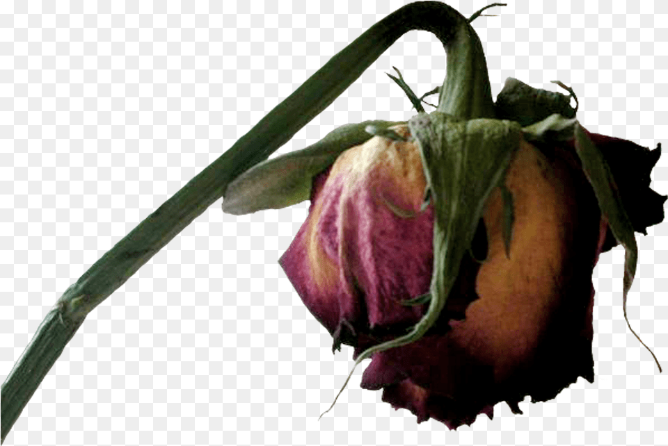 Transparent Dead Flower Clipart Dead Transparent Dead Flower, Bud, Plant, Sprout, Petal Free Png Download