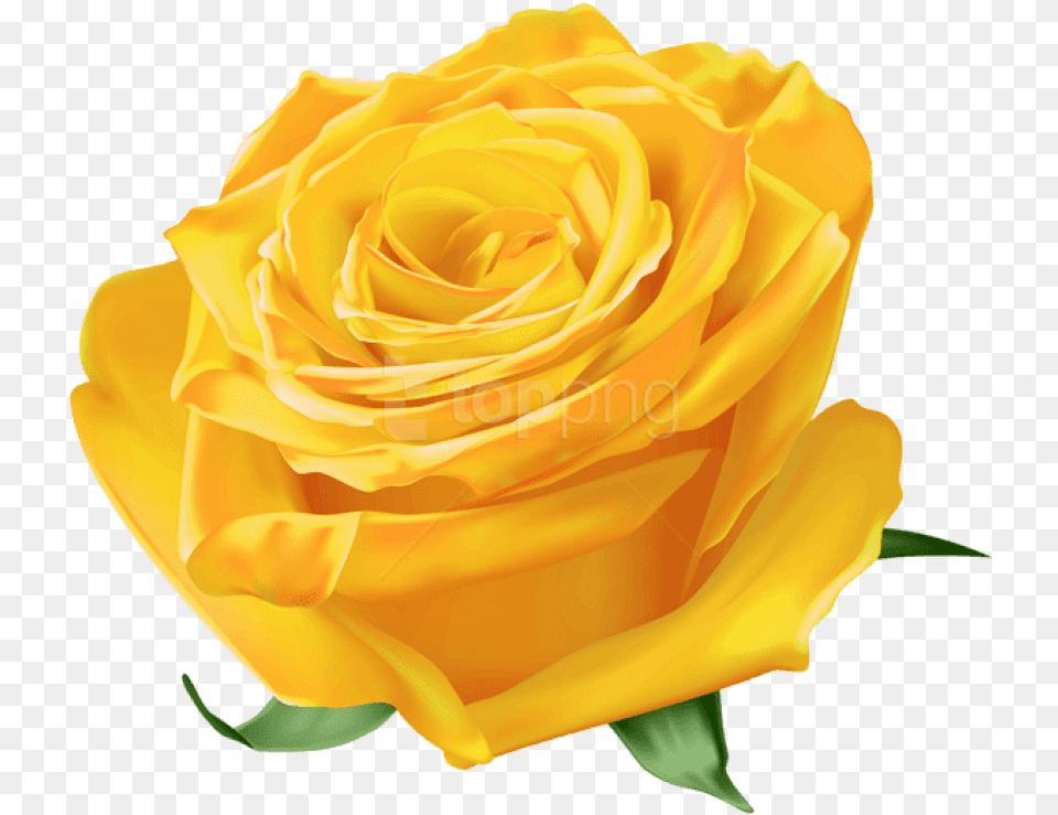 Dead Roses Yellow Rose Images, Flower, Plant, Petal Free Transparent Png