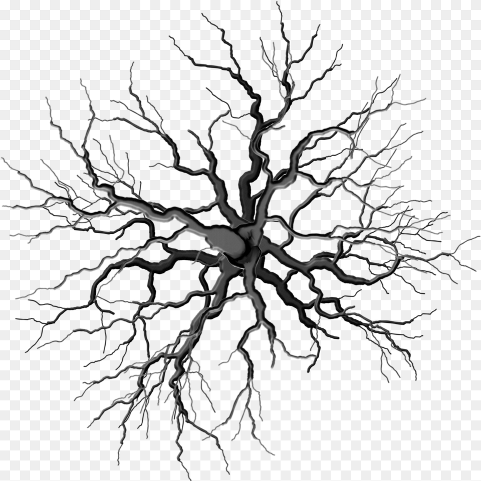 Transparent Dead Tree Clipart Tree Top Black And White, Plant, Root Free Png