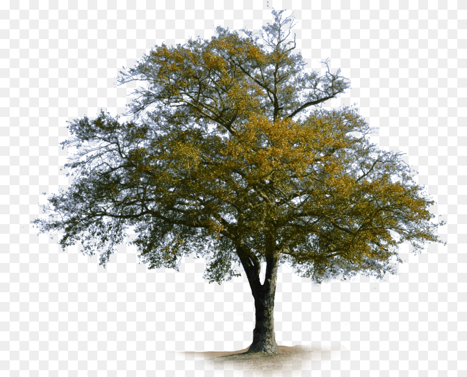 Deciduous Tree, Plant, Tree Trunk Free Transparent Png