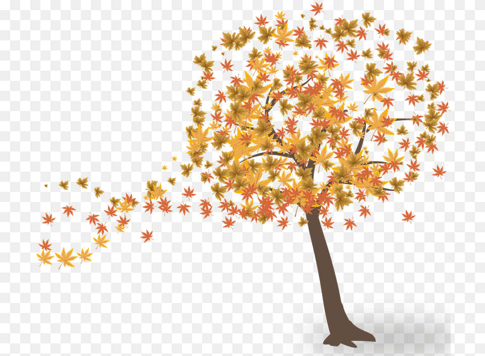 Deciduous Tree Fall Tree, Leaf, Maple, Plant Free Transparent Png