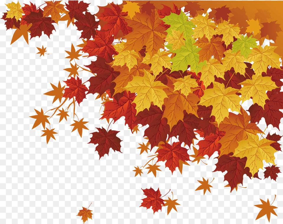 Deciduous Trees Vector Fall Leaves, Leaf, Maple, Plant, Tree Free Transparent Png