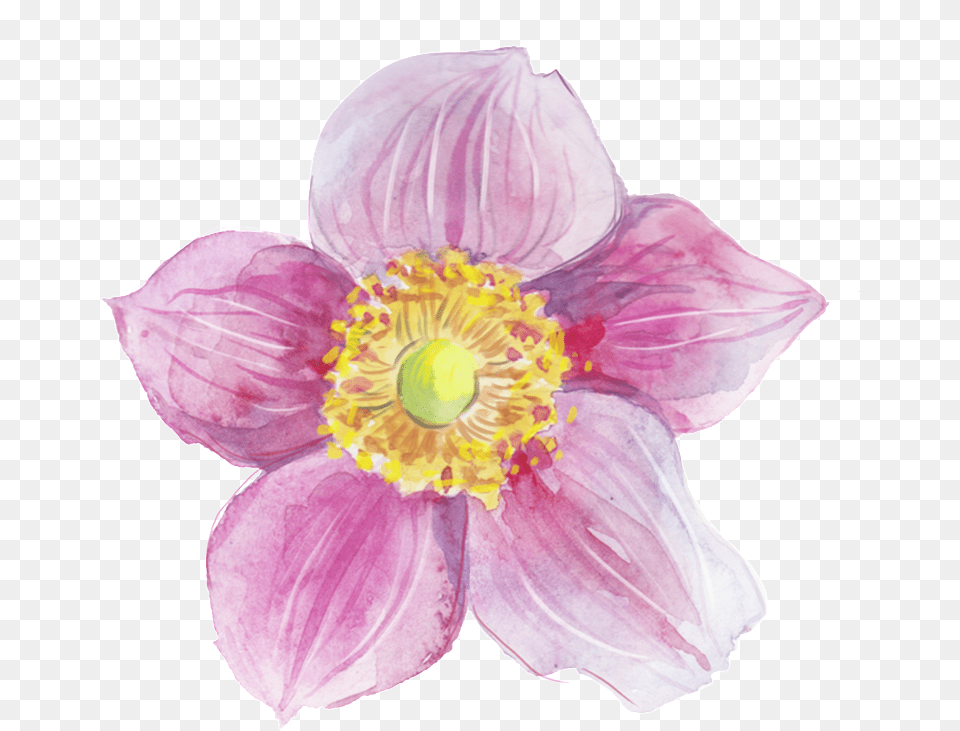 Transparent Decorative Heart Watercolor Painting, Anemone, Anther, Flower, Petal Free Png