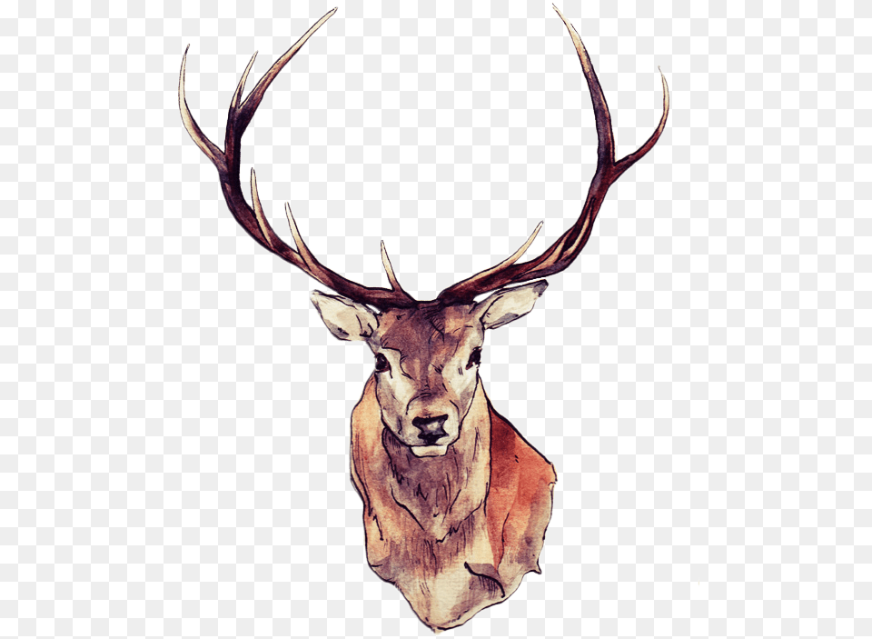 Transparent Deer, Animal, Mammal, Wildlife, Antelope Png