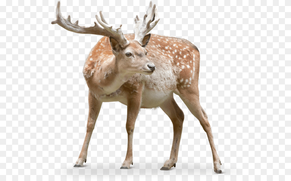 Transparent Deer Antler, Animal, Antelope, Mammal, Wildlife Png