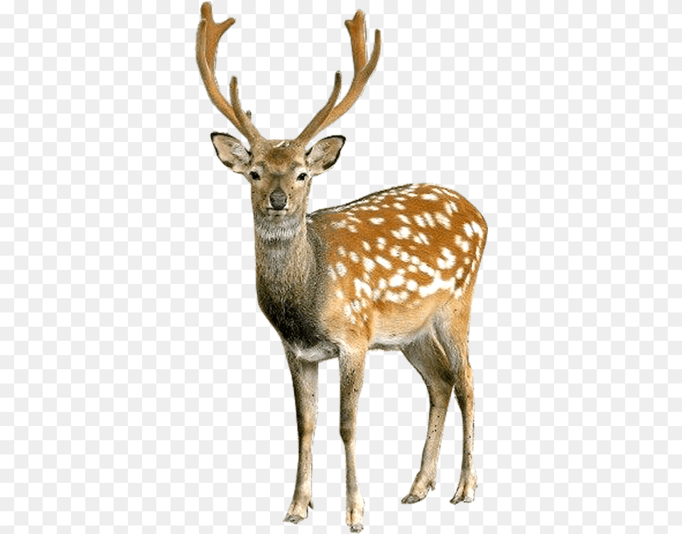 Transparent Deer Camp Clipart Deer, Animal, Antelope, Mammal, Wildlife Free Png
