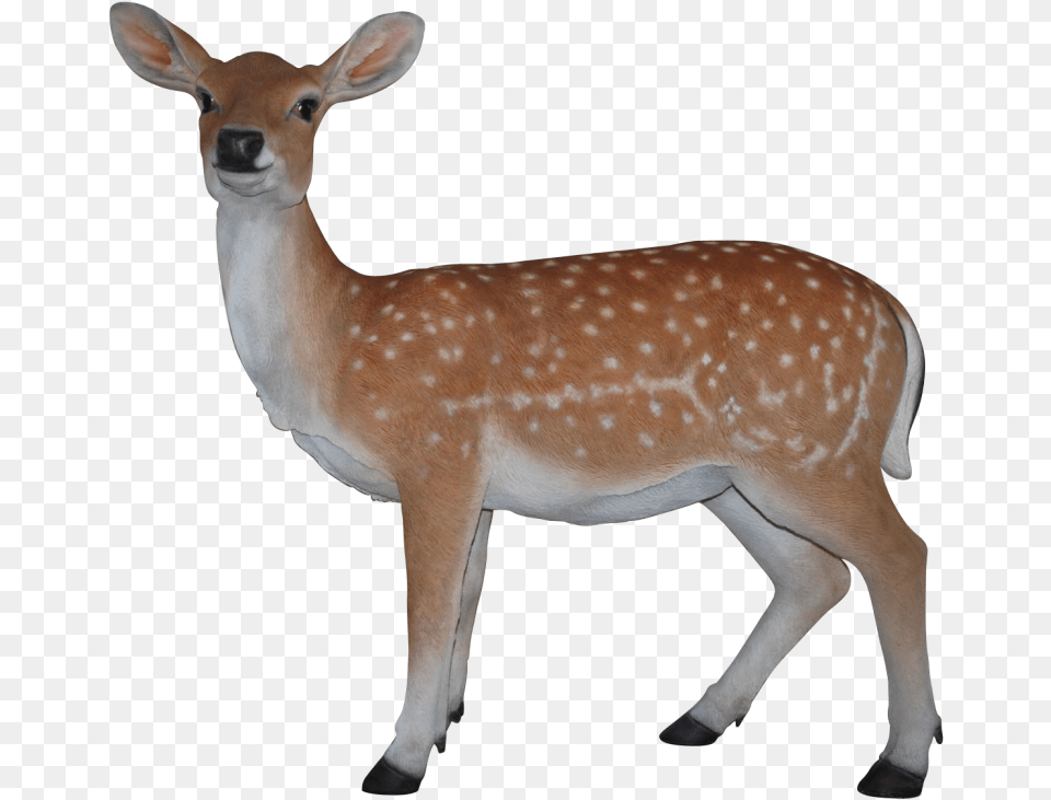 Transparent Deer Clip Art Real Deer Transparent, Animal, Antelope, Mammal, Wildlife Free Png Download