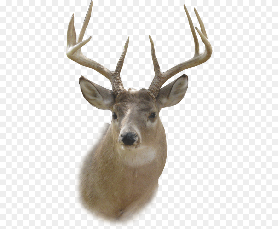 Transparent Deer Head, Animal, Mammal, Wildlife, Antelope Png Image