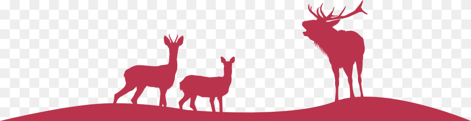 Transparent Deer Tracks Roe Deer, Animal, Mammal, Wildlife, Elk Free Png