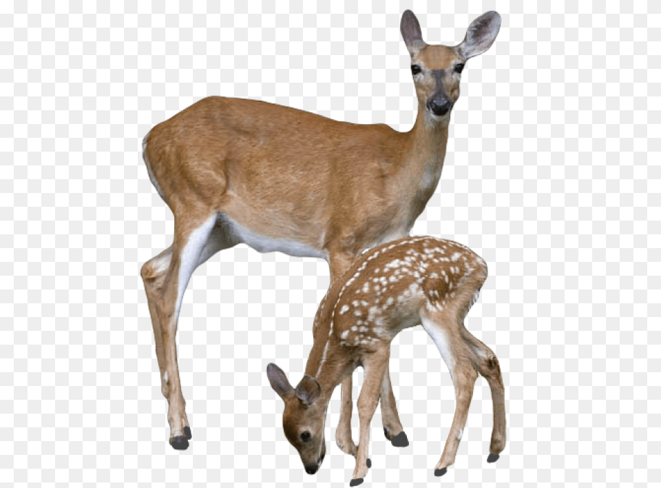 Transparent Deer With Baby Deer, Animal, Mammal, Wildlife, Antelope Free Png