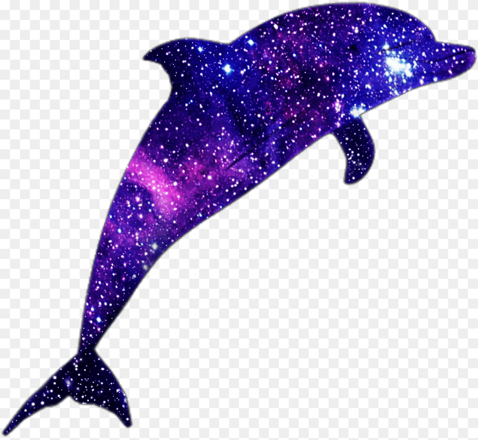 Transparent Delfin Clipart, Animal, Dolphin, Mammal, Sea Life Free Png