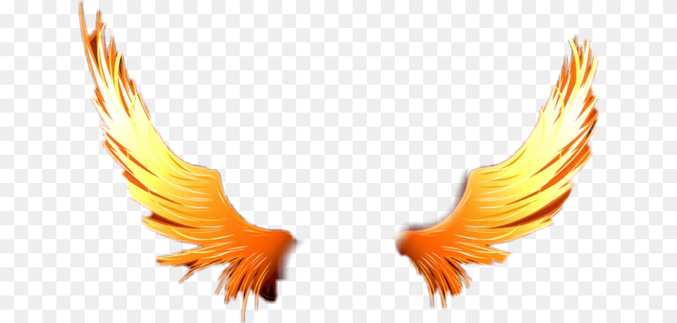 Transparent Demon Wing Wings On Fire, Flame, Animal, Bird Png Image