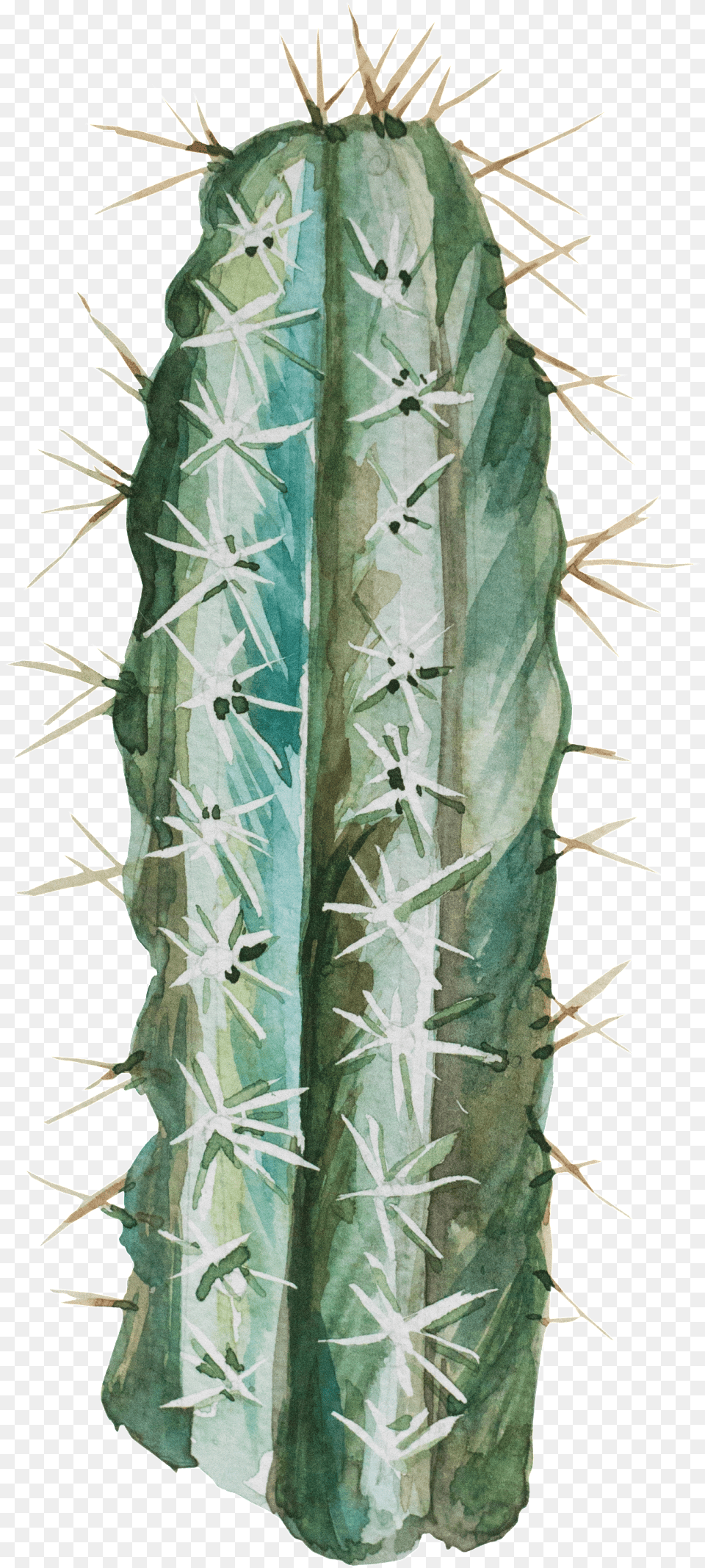 Transparent Desert Bushes San Pedro Cactus, Plant Free Png Download