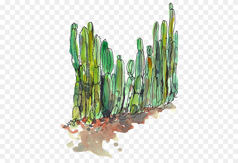 Desert Cactus Cactus Plant Free Transparent Png
