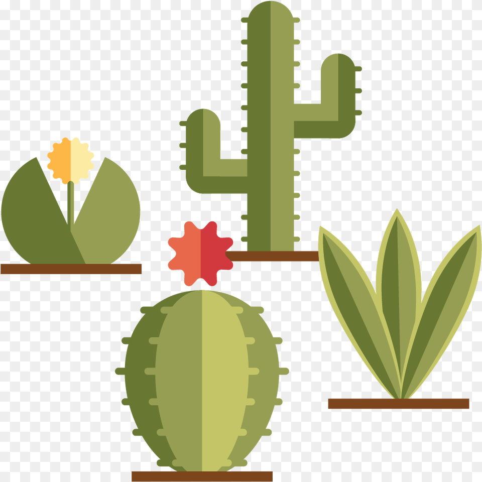 Transparent Desert Plant Cacto Minimalista, Leaf, Cactus Png Image