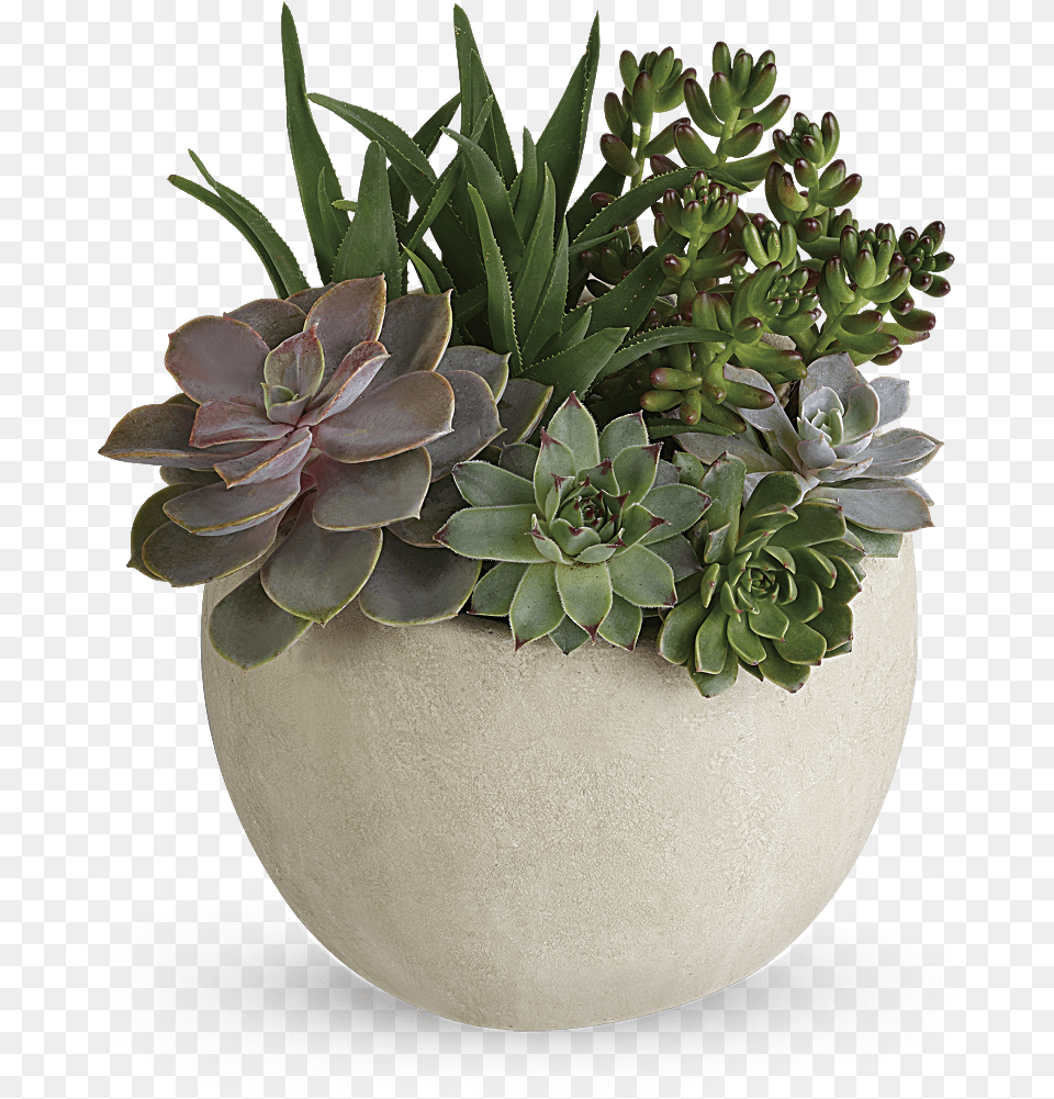 Desert Plants Green Succulents, Jar, Plant, Planter, Potted Plant Free Transparent Png