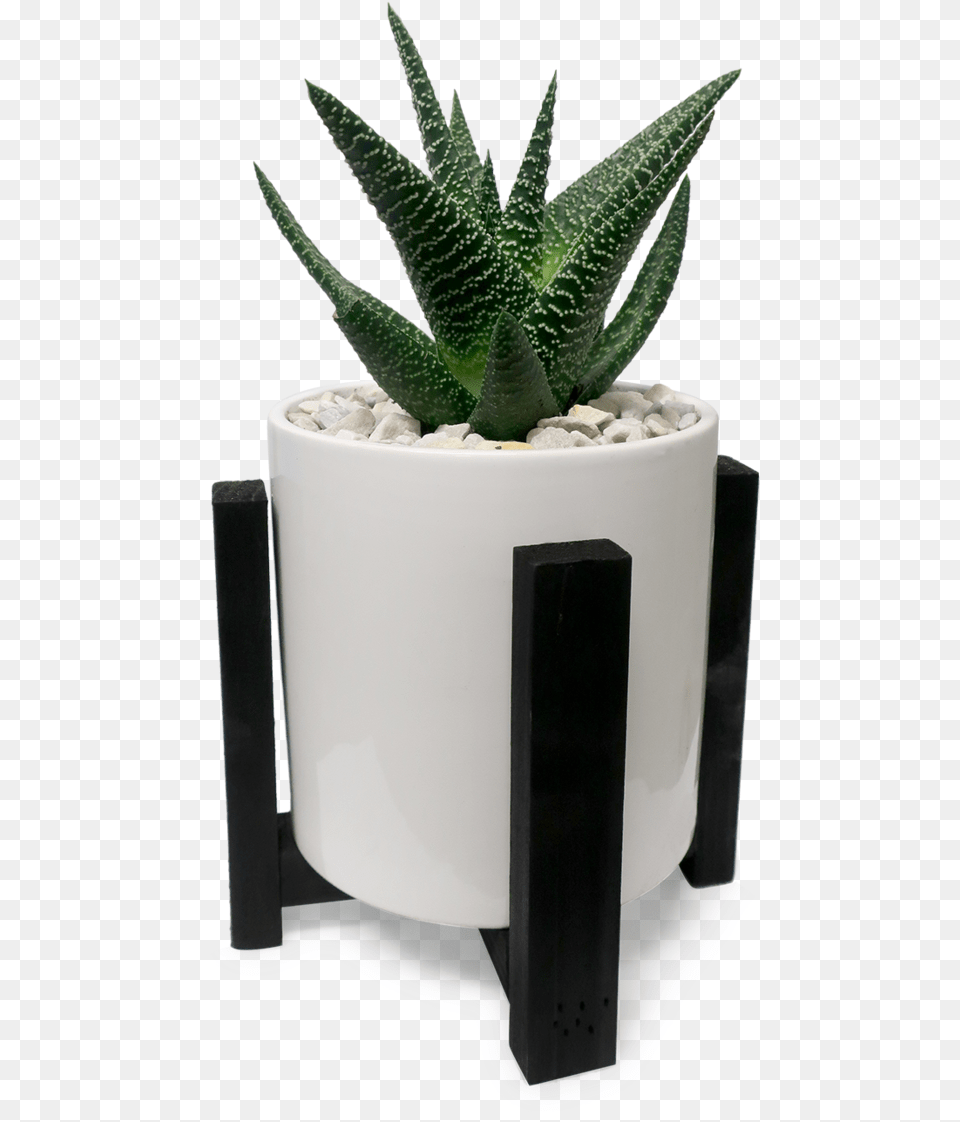 Transparent Desk Plant Flowerpot, Jar, Planter, Potted Plant, Pottery Png Image