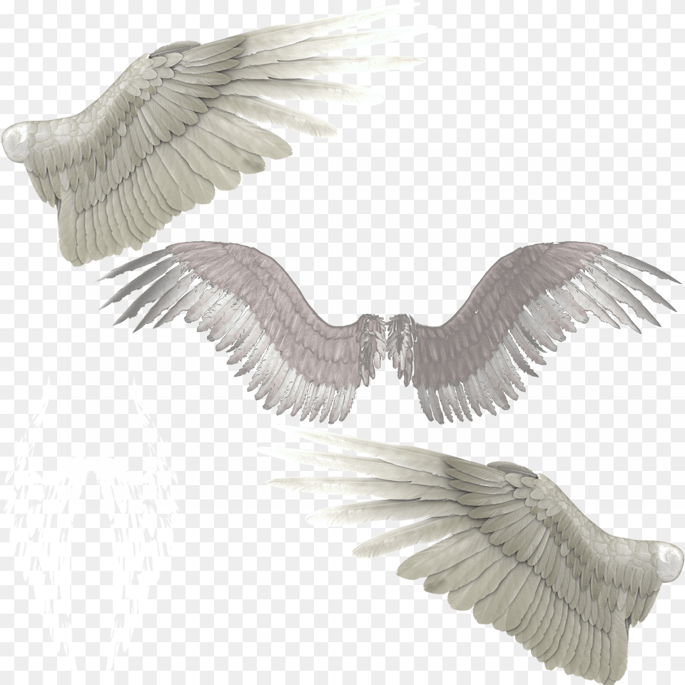 Transparent Devil Wings Transparent Wings, Animal, Bird, Vulture, Flying Free Png Download