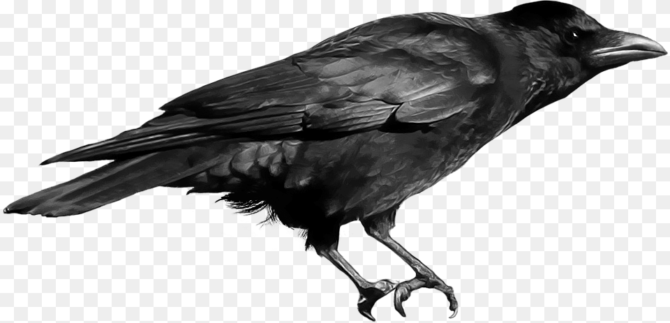 Transparent Diego Barrueco Crow File, Animal, Bird, Blackbird Free Png